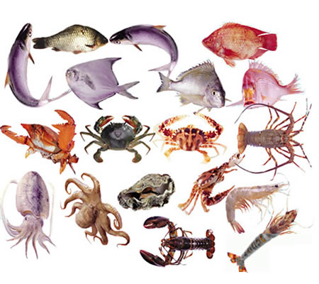 水產品烘干機-河南中森智能